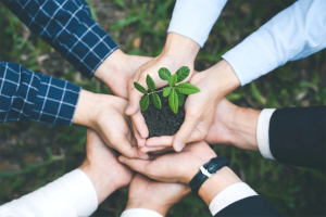 Geschäftsteam hält gemeinsam kleine grüne Pflanze in den Händen als Symbol für nachhaltiges Umweltmanagement nach ISO 14001.